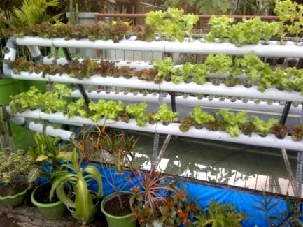 Hydroponics